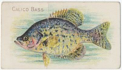 59 Calico Bass